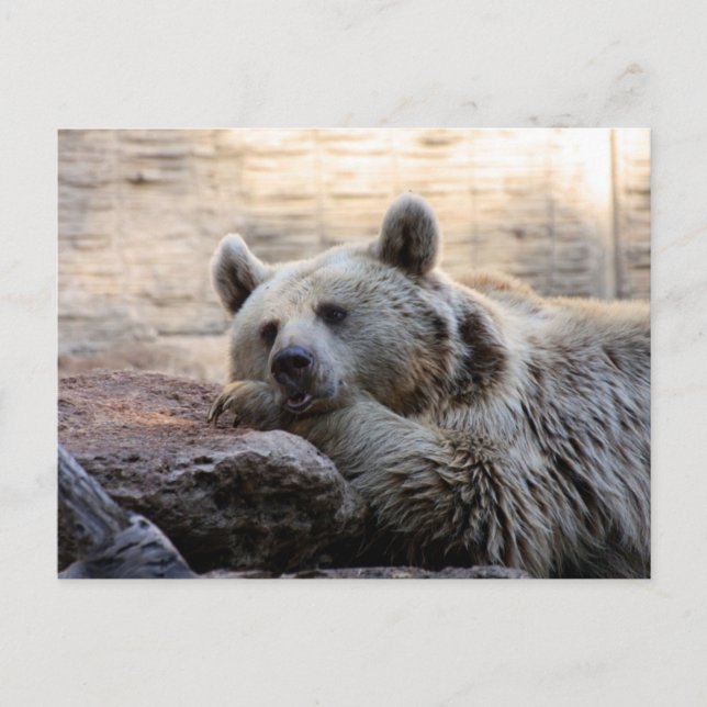 Postkarte für den Daydreaming-Bär (Vorderseite)