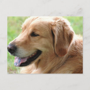 Postkarte für den Goldenen Retriever