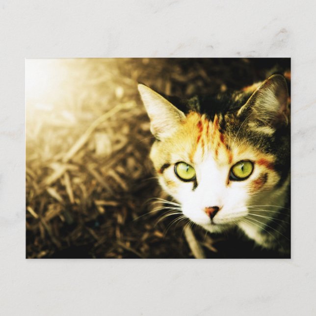 Postkarte für den Herbst (Vorderseite)