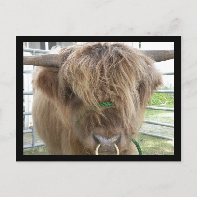 Postkarte für den Hochlandvieh (Vorderseite)