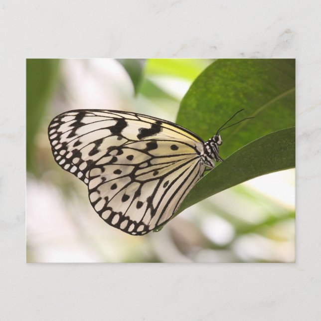 Postkarte für den Papierkrampf (Vorderseite)
