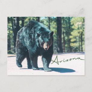 Postkarte für den schwarzen Bär