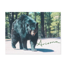 Postkarte für den schwarzen Bär