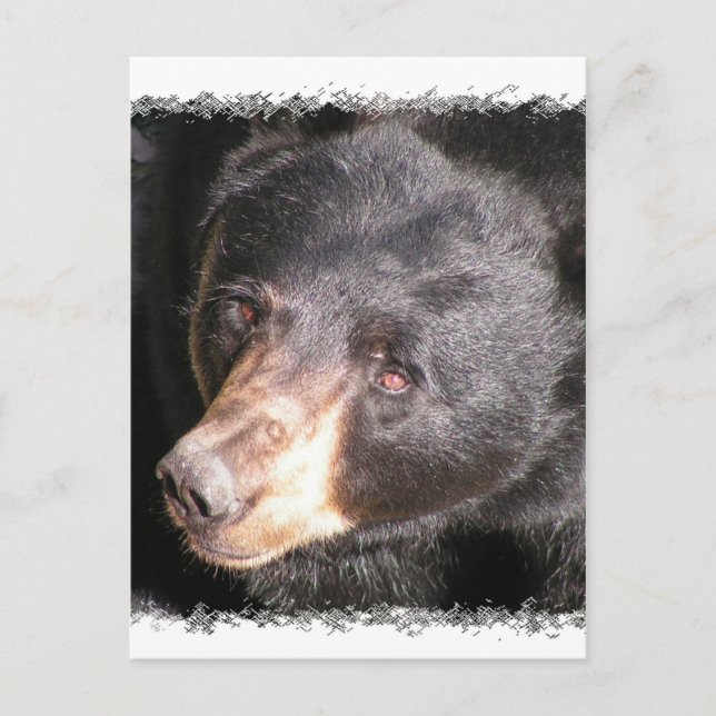 Postkarte für den schwarzen Bär (Vorderseite)