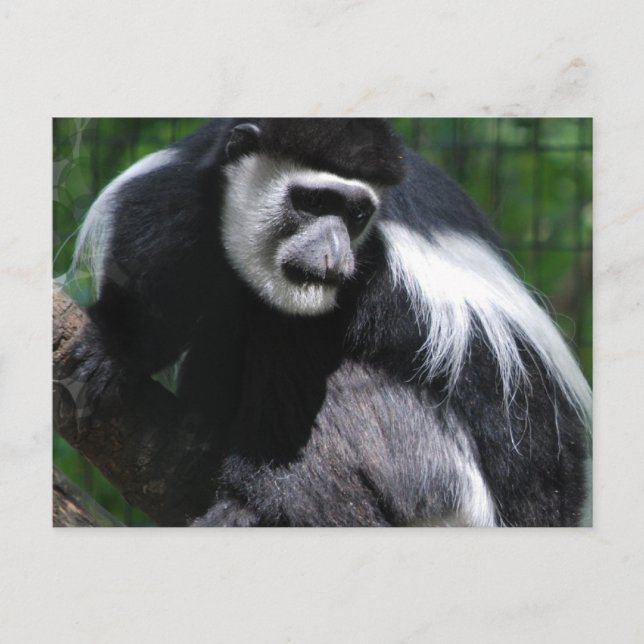 Postkarte für den Schwarzen und Weißen Affen (Vorderseite)
