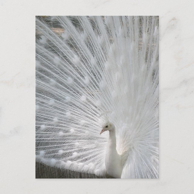 Postkarte für den weißen Pfau (Vorderseite)