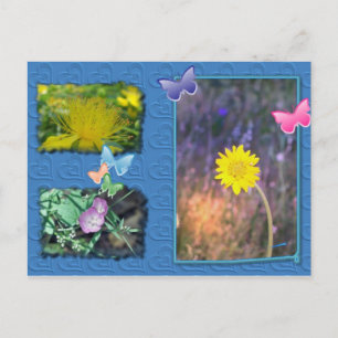 Postkarte für die kalifornische Wildblume