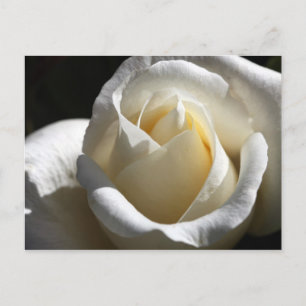 Postkarte für die Rose