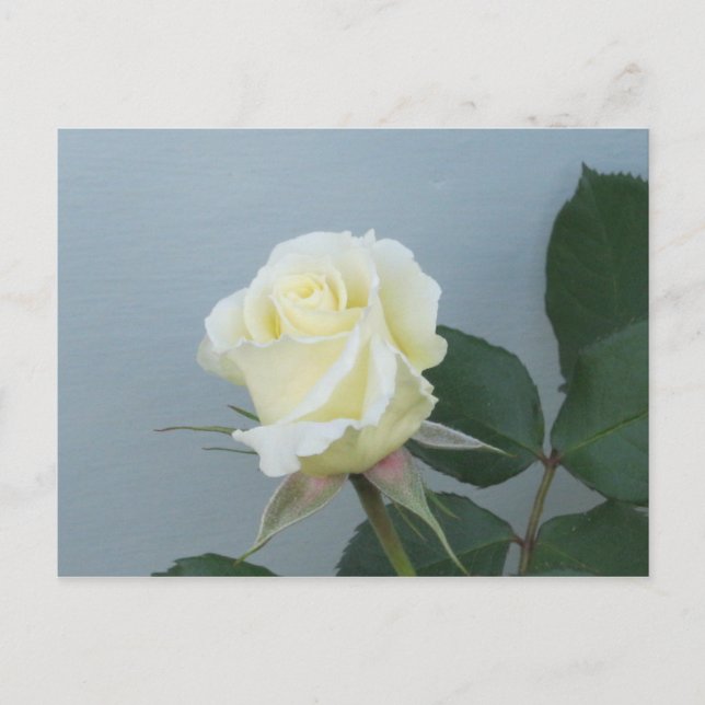 Postkarte für die Rose (Vorderseite)