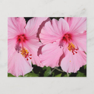 Postkarte für doppelrosa Hibiskus