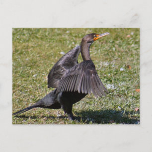Postkarte für doppeltes kormoranisches Foto