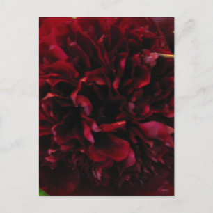 Postkarte für doppeltes Peony Tulip
