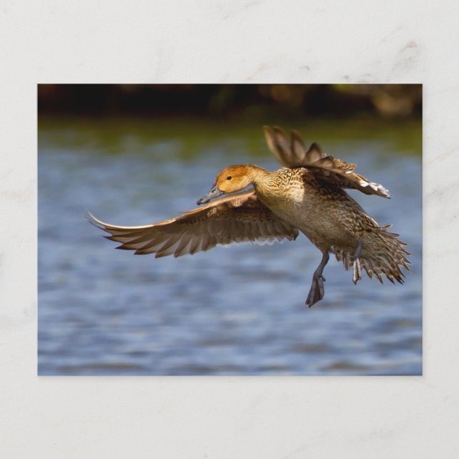 Postkarte für eine fliegende Ente (Vorderseite)