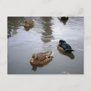 Postkarte für Entenpfanne