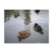 Postkarte für Entenpfanne