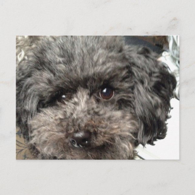 Postkarte für Familienhunde (Vorderseite)