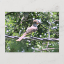 Postkarte für Flycatcher