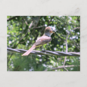 Postkarte für Flycatcher