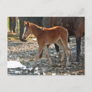 Postkarte für Fohlen