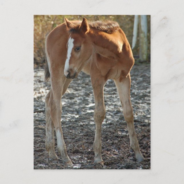 Postkarte für Fohlen (Vorderseite)