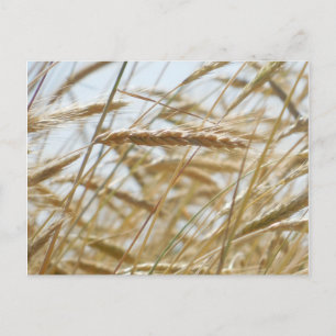Postkarte für Frauen und Sky