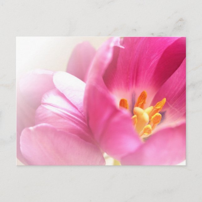 Postkarte für Frühlingshuppen (Vorderseite)