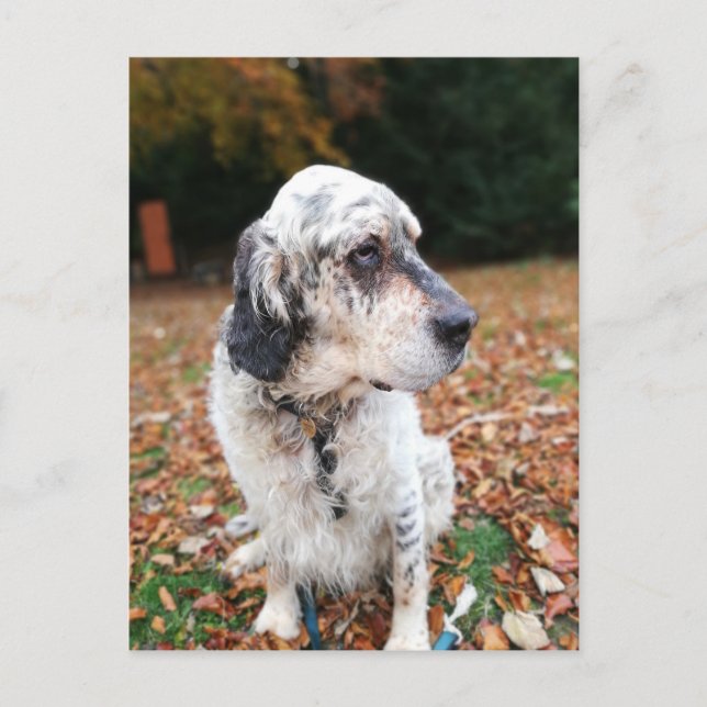 Postkarte für Herbst (Vorderseite)