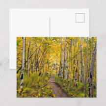 Postkarte für Herbst-Aspen-Baumbestand