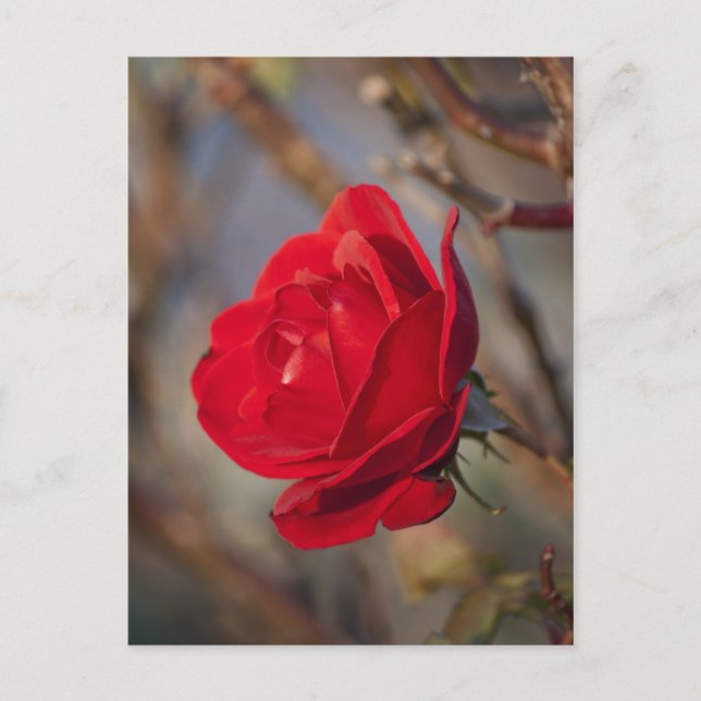 Postkarte für Herbst-Rose (Vorderseite)
