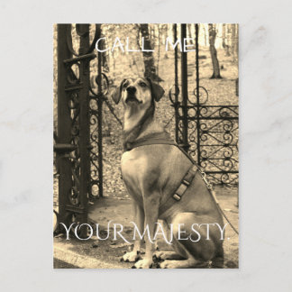 Postkarte für Hunde mit Text und Foto