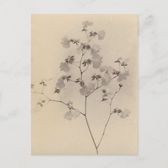 Postkarte für Kirschblüten (Vorderseite)
