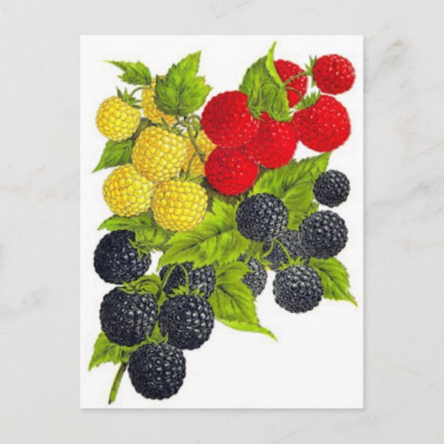 Postkarte für klassische Illustration (Vorderseite)