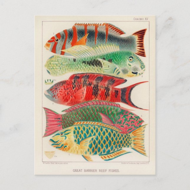 Postkarte für klassische Illustration (Vorderseite)