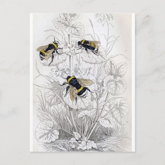 Postkarte für klassische Illustration (Vorderseite)