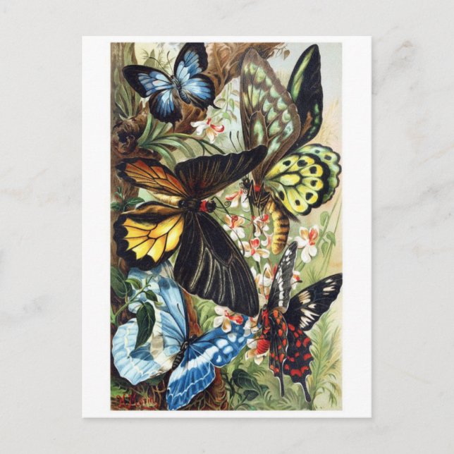 Postkarte für klassische Illustration (Vorderseite)