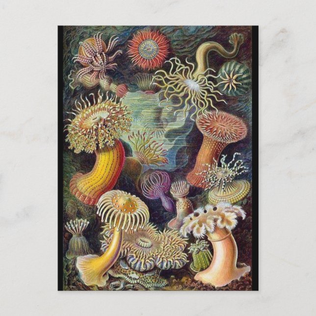 Postkarte für klassische Illustration (Vorderseite)