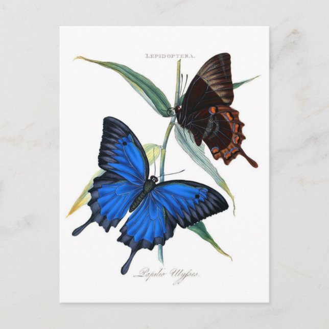 Postkarte für klassische Illustration (Vorderseite)