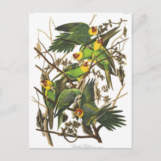 Postkarte für klassische Illustration (Vorderseite)