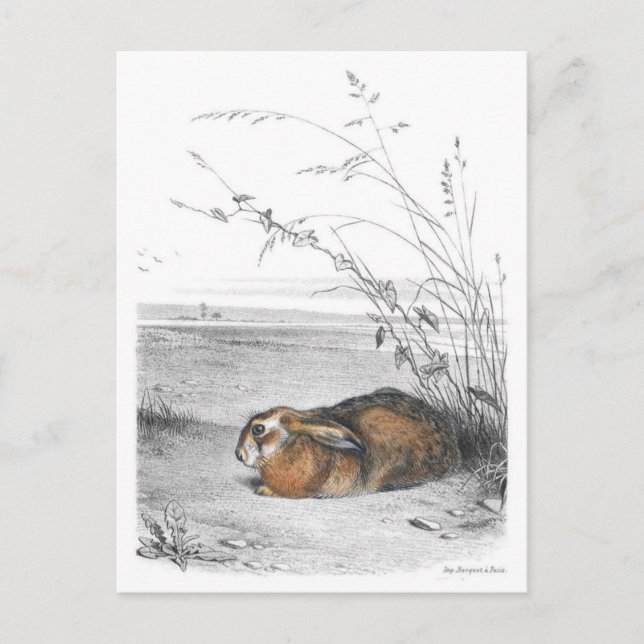 Postkarte für klassische Illustration (Vorderseite)