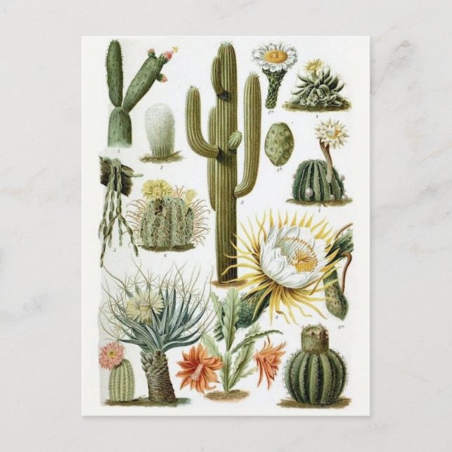 Postkarte für klassische Illustration (Vorderseite)