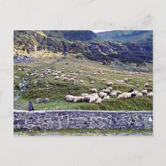 Postkarte für klassisches Foto (Vorderseite)