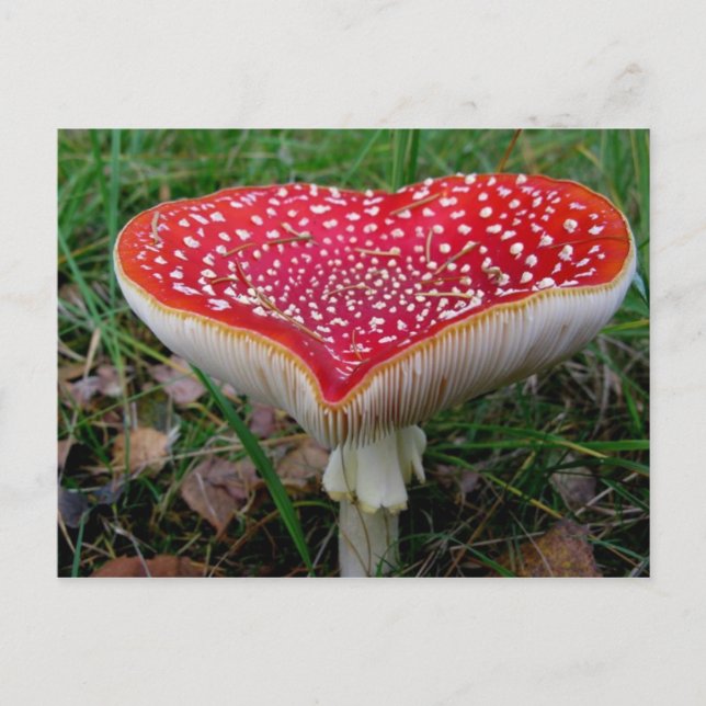 Postkarte für klassisches Foto (Vorderseite)