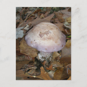 Postkarte für lila Pilze