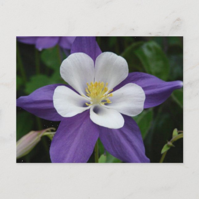 Postkarte für Lila und weiße Blume (Vorderseite)