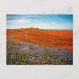 Postkarte für Mohnfelder