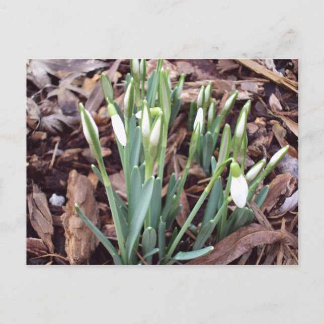 Postkarte für neues Wachstum (Vorderseite)