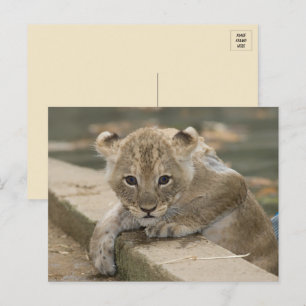 Postkarte für niedliche Afrikanische Löwen