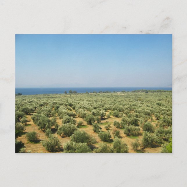 Postkarte für Olivenbäume (Vorderseite)