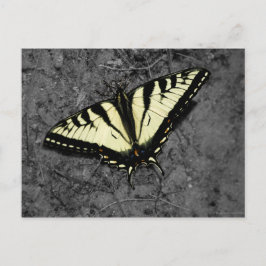 Postkarte für Osttimiger