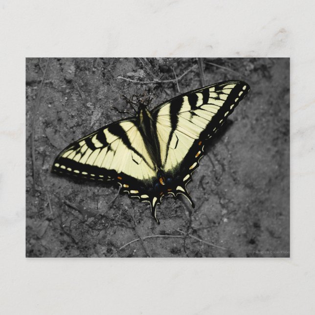 Postkarte für Osttimiger (Vorderseite)